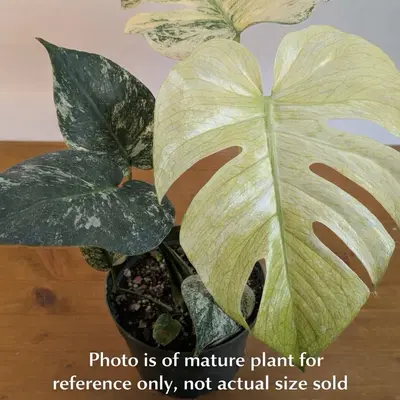 philodendron paraiso verde kaufen Philodendron Paraiso Verde