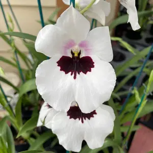 ORCHID PLANT Miltonia 1 Rooted Bulb No Pot