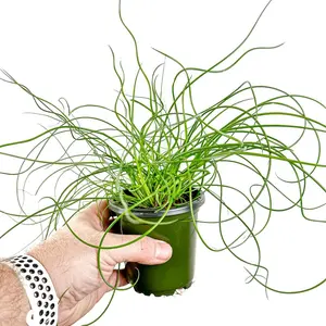 4” Curly Corkscrew (Spiralis Rush), Pet Friendly Live Houseplant, Indoor Plant