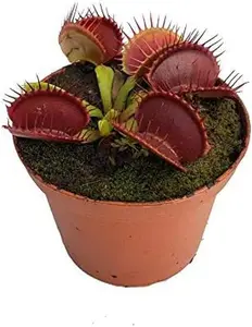 Venus Flytrap Carnivorous Plant Dionaea muscipula Live Adult Plant 3" Pot