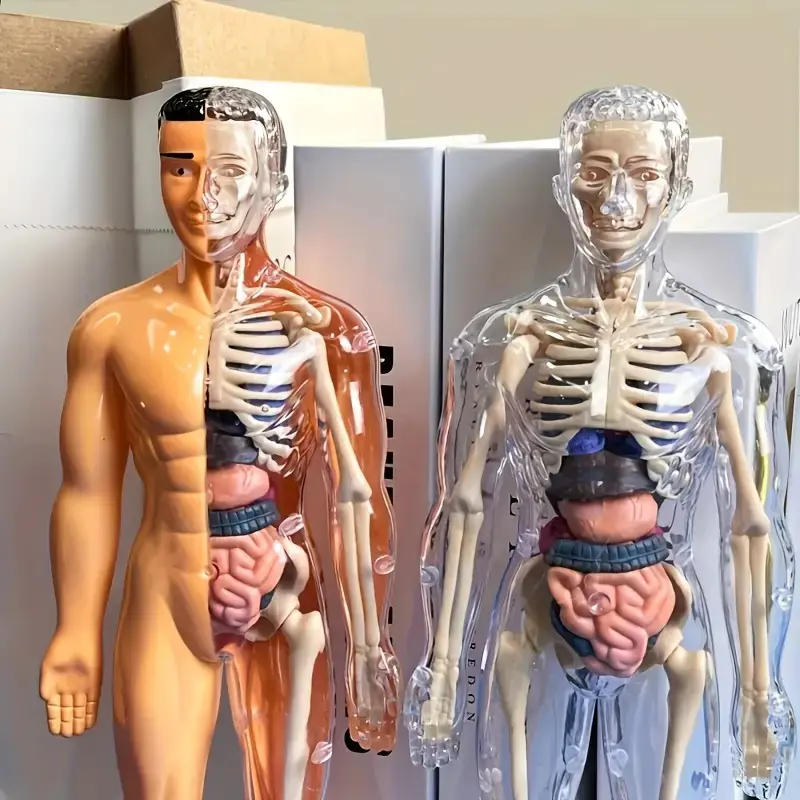 30-Piece Human Anatomy Model Set, Detachable Skeleton & Full Body