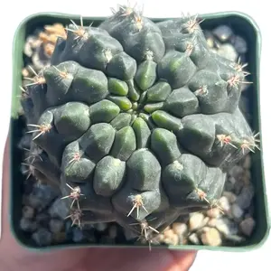 Gymnocalycium reductum – Compact Rare Cactus – 4” Live Plant