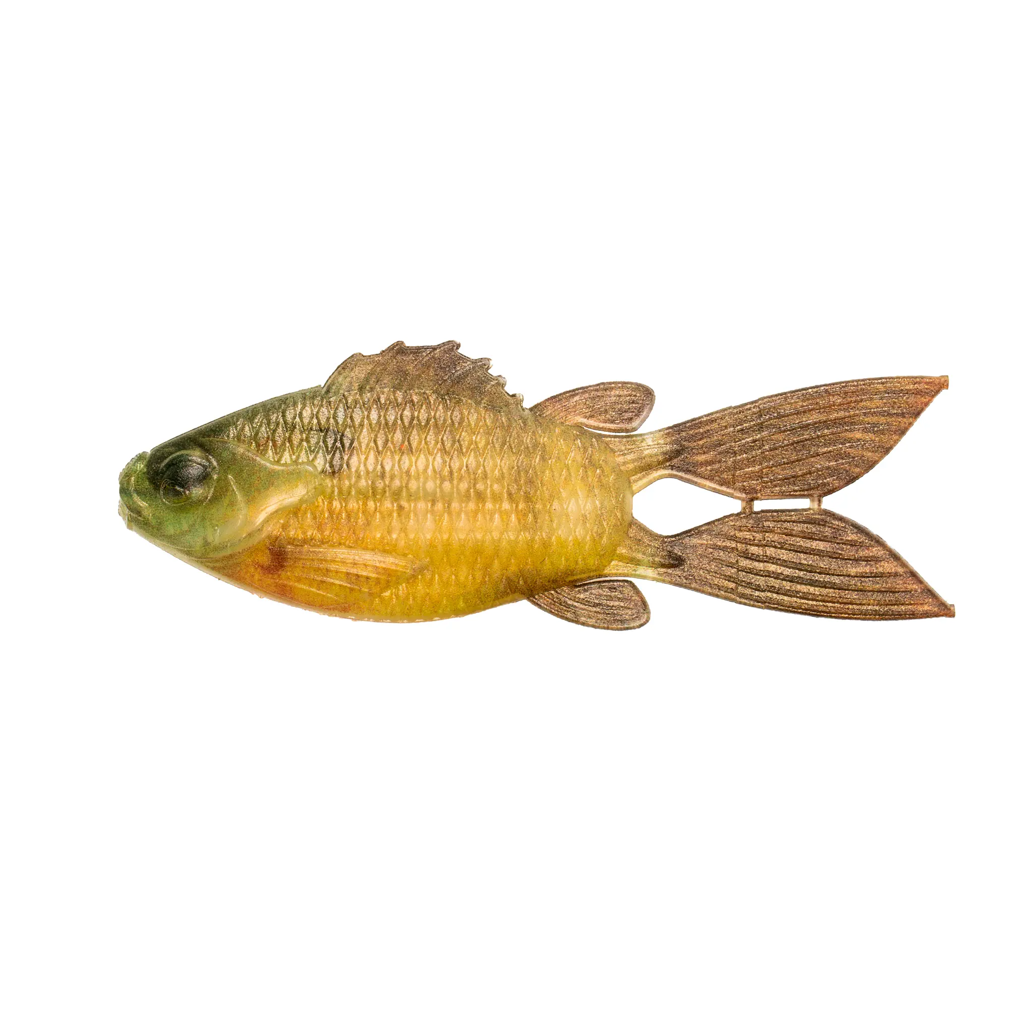 Live Bluegill