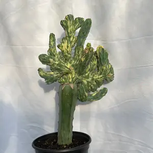 Myrtillocactus Blue ‘Dinosaur Back’ Variegated 4” Pot – Rare Collector’s Cactus | Unique Textured Growth | Exotic Indoor Plant