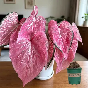 R05 Caladium Peppermint Dormant Bulbs, Tricolor Mint Variegated Tropical Foliage, Low Effort Shade Houseplant, Heart Leaf Indoor Patio Decor, Beginner Potted Greenery, Rare Pastel Ornament, Gift For Plant Collectors & Home Gardeners