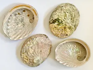 Abalone Shell, ~5 inches