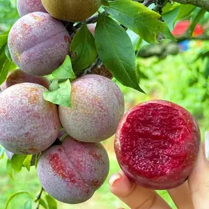 A plum sapling with live root, 18-22 inches tall, living plum plant - easy to grow and quick to bear, helping you achieve fruit freedom (sweet and juicy).