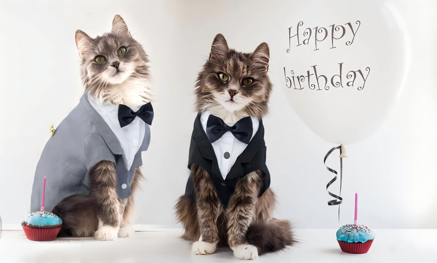 Cat Tuxedo Formal Suit - Sphynx & Kitten Apparel with Bow Tie, Stylish Shirt Onesie for Wedding Events (Cats Only)