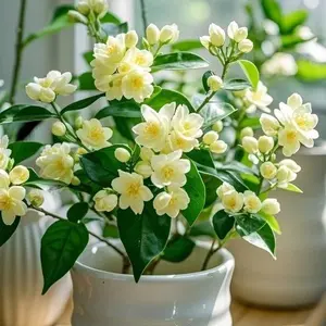 100 Pcs Exotic Yellow Jasmine Seeds – Golden Blossoms, High Germination, Great for Home Garden Decor