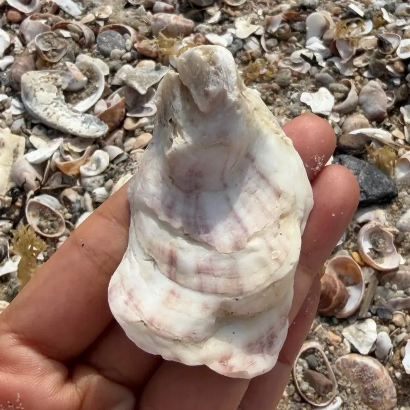20 pcs of Natural Oyster Shells - White Coastal Shells for Crafts, Decor, Candle Making, Jewelry Dishes - Pack Beach Collected