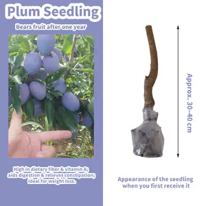 Home Gardening Made Easy with Plum Tree Seedlings – Ideal for Beginners, Produces Delicious Fruit Quickly
