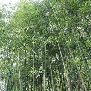 Green River – Giant Japanese Timber Bamboo Seeds, 50 Premium Bamboo Seeds for Gardening, Privacy Screens & Windbreaks, Fast-Growing, Non-Invasive, Clumping Type, Ideal Bamboo Plant Seeds for Lawn, Hedges & Landscaping