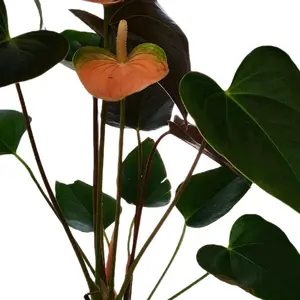 4" Anthurium Rainbow Champion Flowering Houseplant Flowers All Year