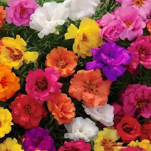 1000pcsMixed Moss Rose Heirloom Seeds - Portulaca Grandiflora, Sun Rose, Rock Rose, Moss-rose Purslane - Heat & Drought Tolerant Garden Seeds