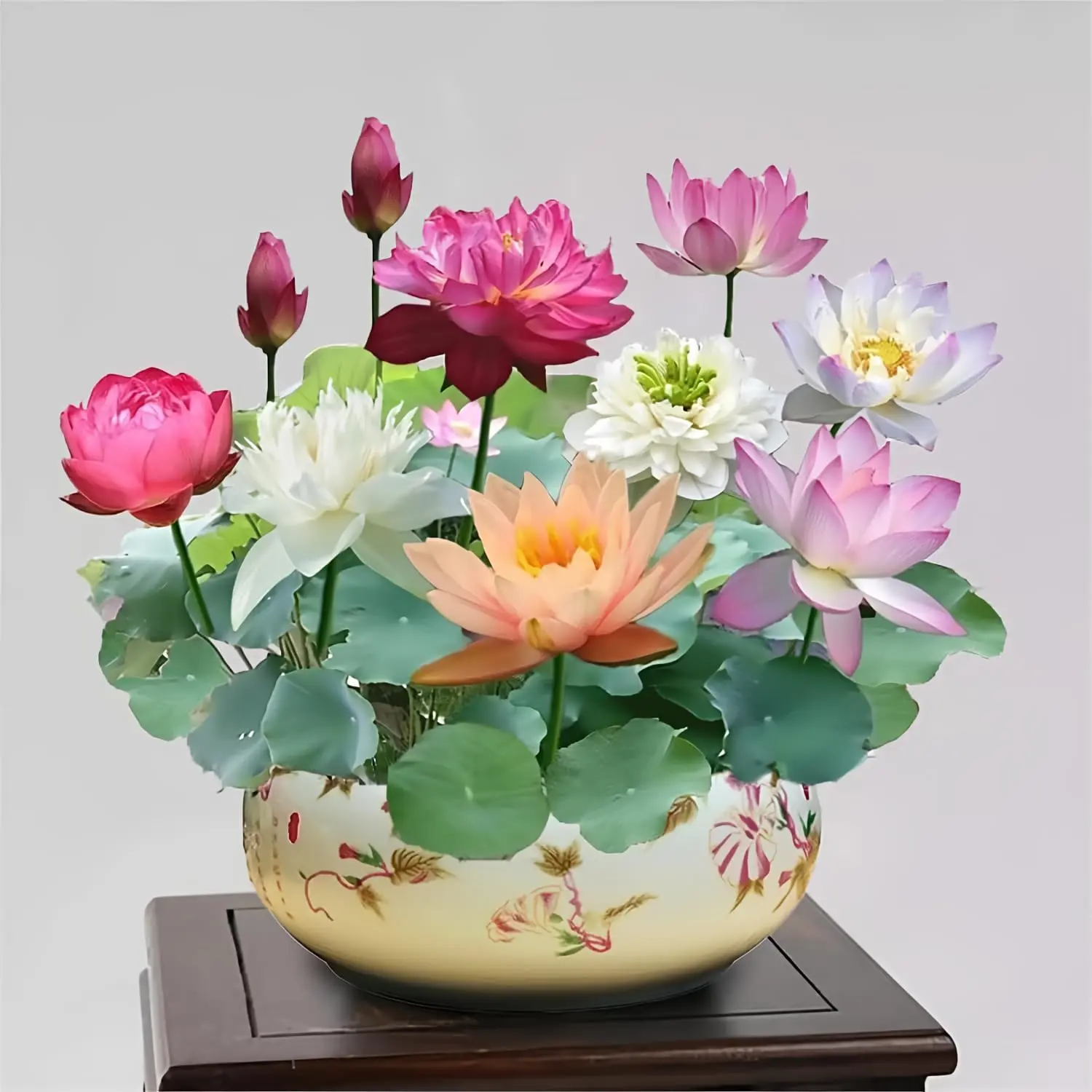 Rare Mixed Color Bonsai Bowl Lotus Seeds Fot Planting - 35 Pre-Cut Bonsai Lotus Flower Seeds in Water – Non-GMO, Heirloom - Grow Stunning Lotus Flowers in Ponds & GardensExotic Water Lily Flower Plant Seeds for Ornamental Pond and Home Planting