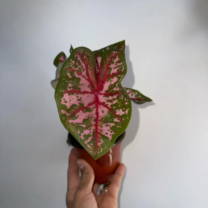 Caladium plant 4" Pot House Plant - Ideal for Indoor Decor & Home Decor Variegated Houseplant