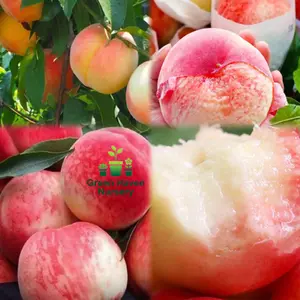 Honey peach seedlings, easy to grow, hardy, 2-3 year old bare roots, sweet and delicious, suitable for potting in gardens, gardens and balconies