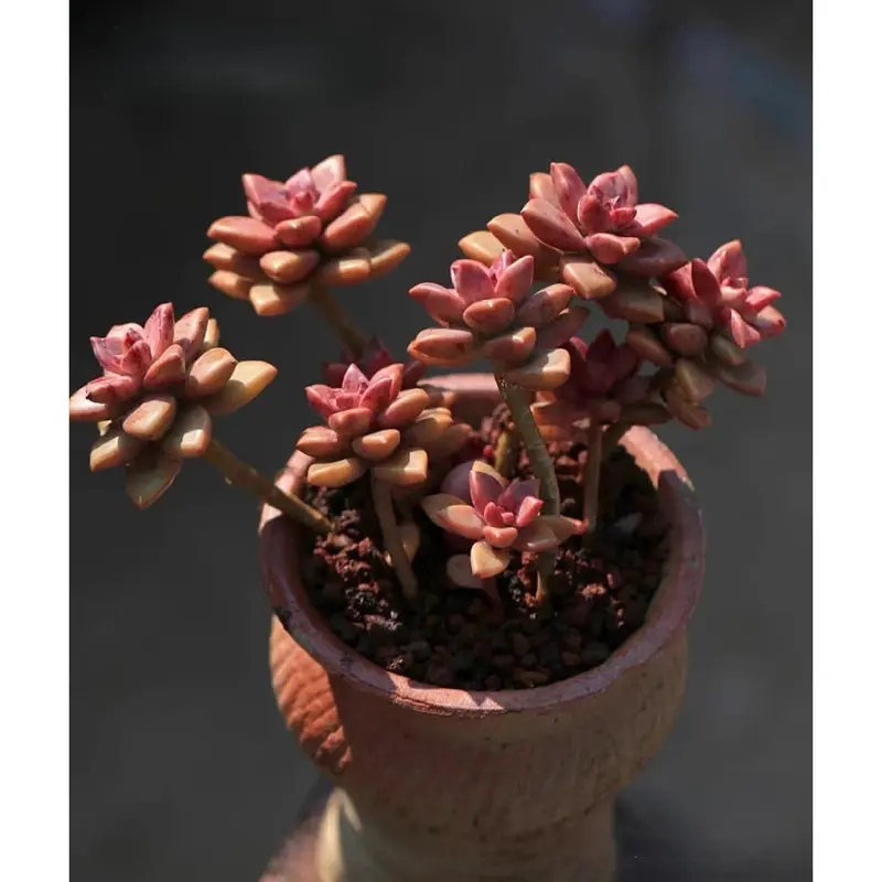 tiger lily buy Tiger Lily Tigrinum Splendens main image 0