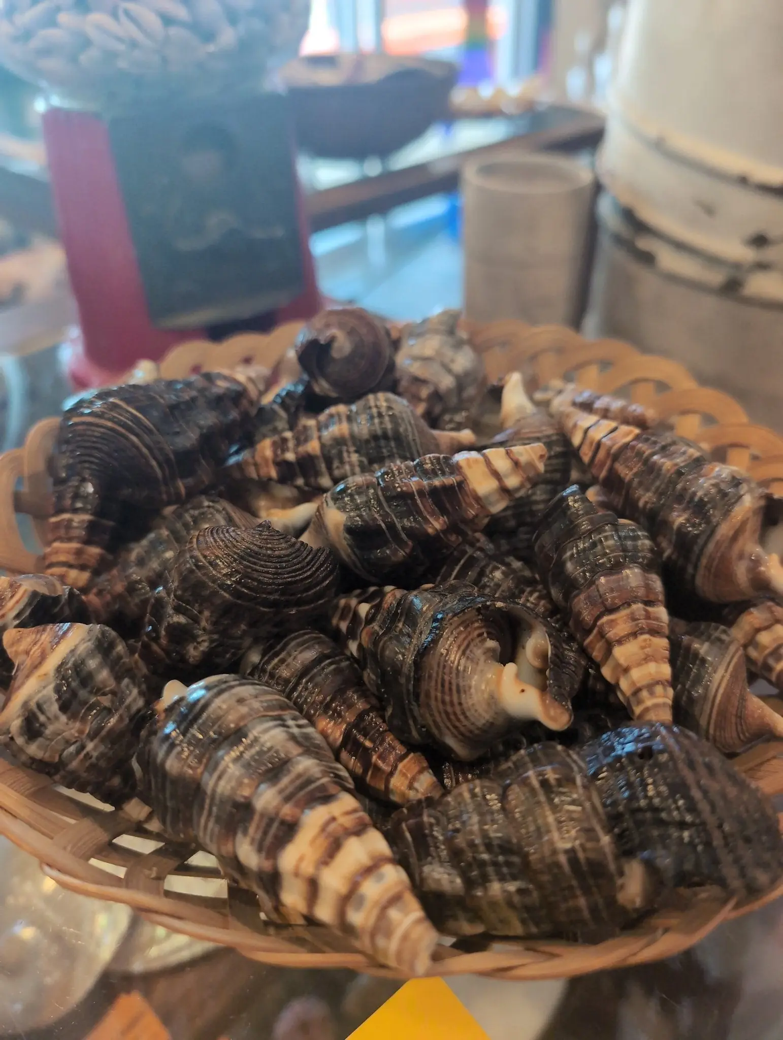 Giant Mangrove Whelk Shell- Terebralia Palustris