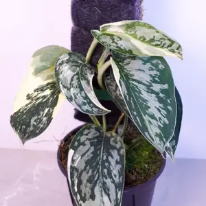 RARE Scindapsus Mayari 4” | Variegated Scindapsus | Pole Grown