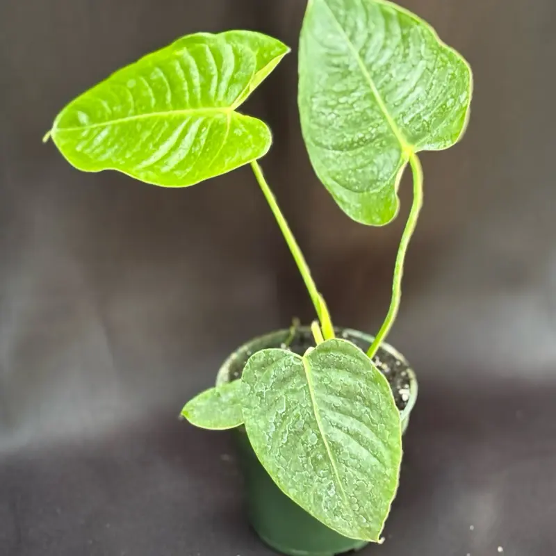 Anthurium Veitchii King Live Plant - 4” Pot, Home Decor Plants, Outdoor Garden Use, New Growth, Partial Sun Tolerant