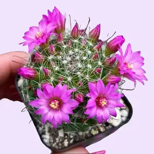 2” Mammillaria Zeilmanniana Cactus