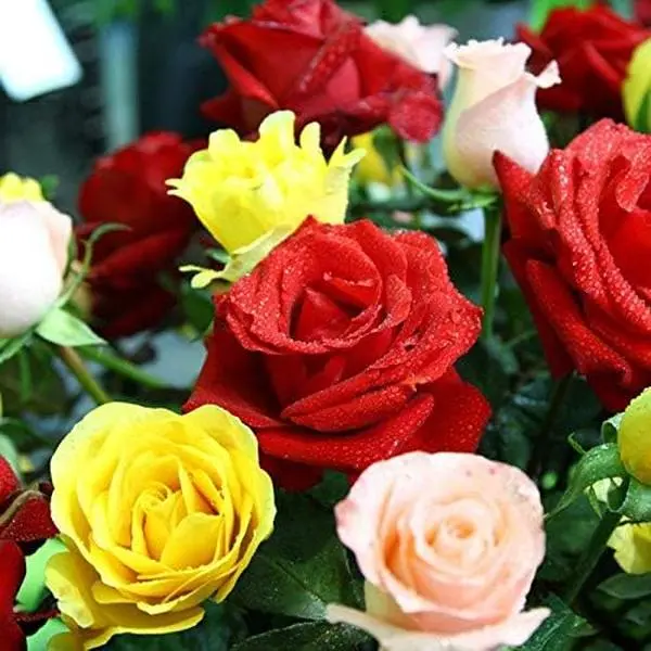 200 Pcs Hardy Perennial Rose Flower Seeds Mixed ColorsEasy to Grow for Outdoor Garden Landscaping BackyardPots Borders Bright