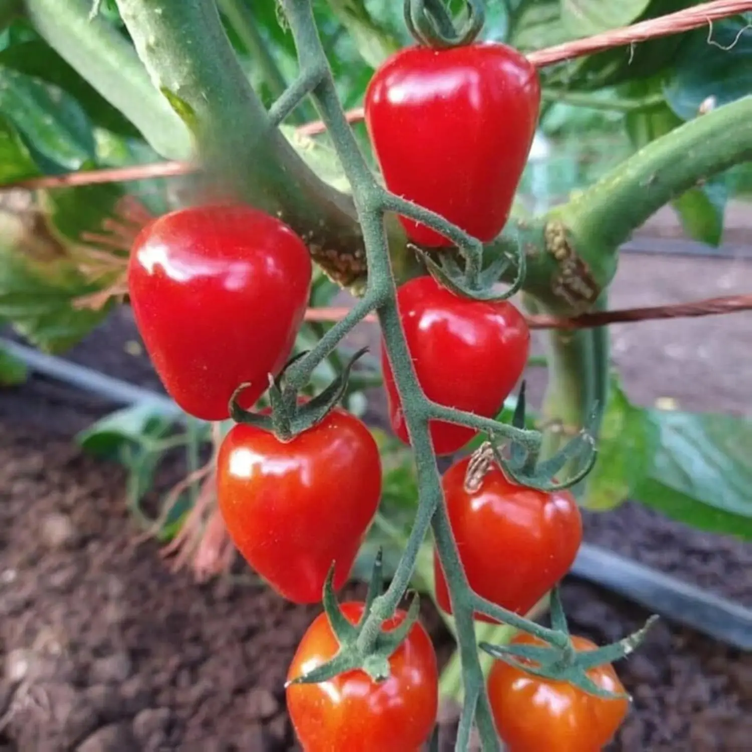 200pcs Heirloom Cherry Pink Grape Tomato Seed Packet - Non-GMO, Sweet, Indeterminate Variety for Outdoor Garden & Home Gardening Gifts