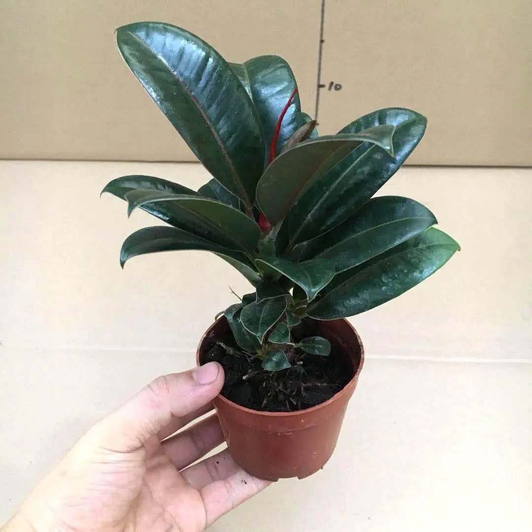 Stunning Rubber Plant Seedlings Ficus Elastica, Stylish Low Effort Indoor Houseplant Saplings with Shiny Green Leaves, Ideal Greenery to Upgrade Your American Home & Office Interior