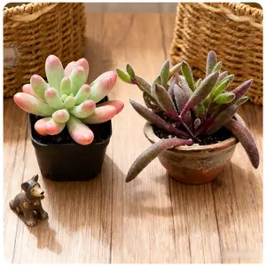 4 inch A Jewel-Toned Dream!  Blue Jelly Bean (Waxy Blue) + Ruby Necklace (Purple Gem Vines). A Stunning Color & Texture Contrast.