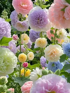 200 PCS Mixed-Color Hollyhock Seeds – Stunning, Vibrant Perennials for Your Garden and Outdoor Spaces