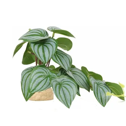 Green Watermelon Peperomia