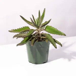 Mother of Thousands Succulent Kalanchoe x houghtonii - Velvety Jade Green Leaves with Silver Spots & Miniature Plantlets - Low Maintenance Indoor Garden Plant