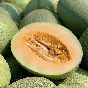 Classic Cantaloupe Melon Seeds 25 Seeds for Home Garden Planting Warm Season Trailing Vine Suitable for Full Sun Zones 6-11