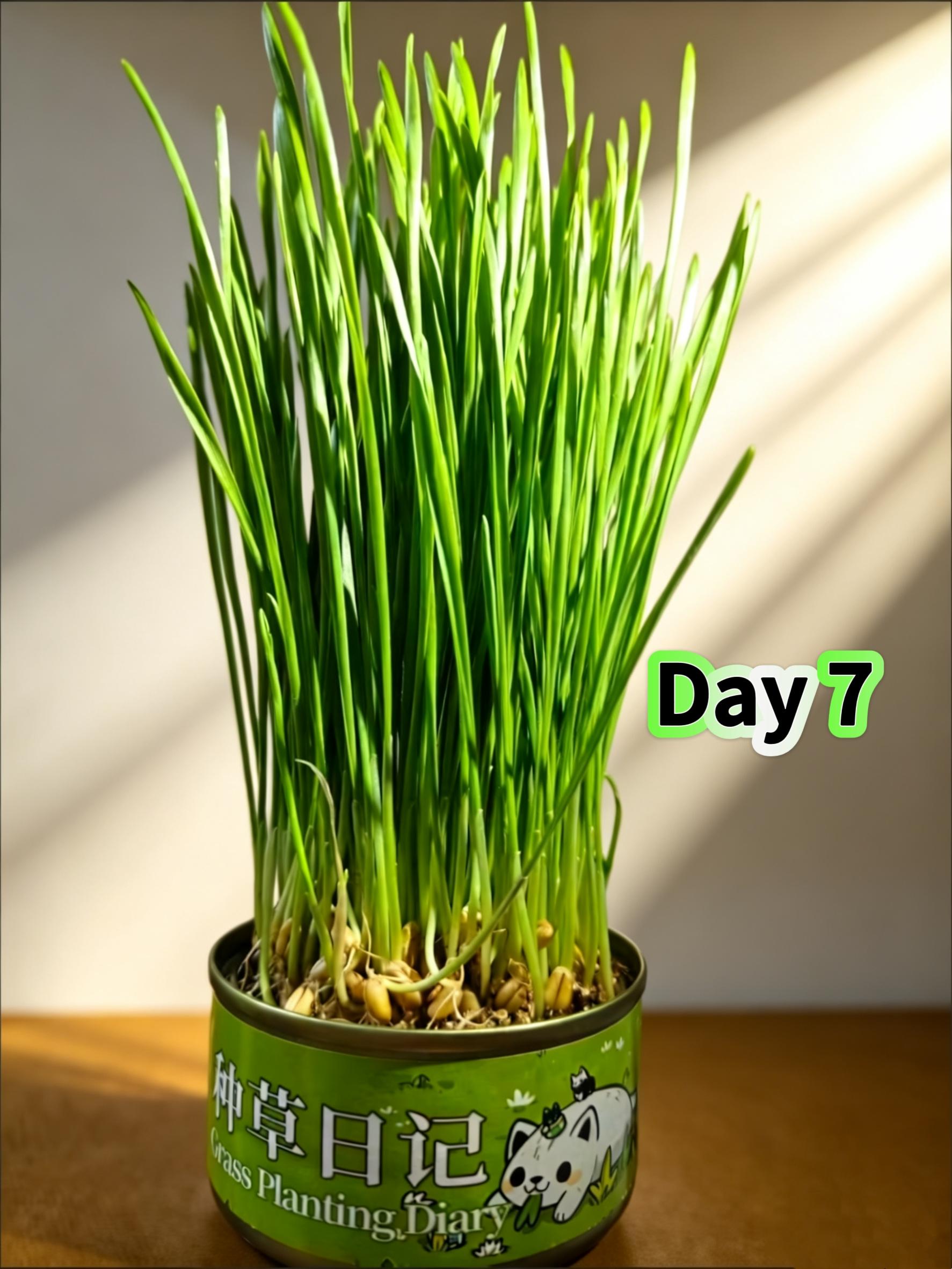Organic Cat Grass Seeds Pack  Non-GMO Heirloom Cat Grass Seeds for Indoor & Outdoor Cats  100% Organic Cat Grass Seeds - Cat Grass for Indoor Cats - (Non GMO) cat grass seeds Suitable for Indoor Cats Planting Kit with Organic Seed Mix cat stuff for indoor