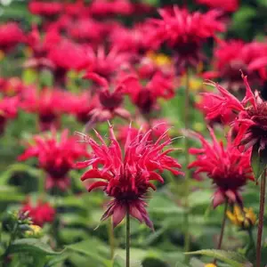 1000 Red Bee Balm Seeds – Monarda for Vibrant Summer Blooms & Pollinator Attraction