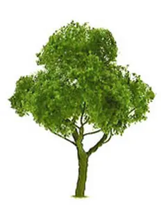 JTT Trees & Shrubs 94300 Deciduous 3' Pro 2pk