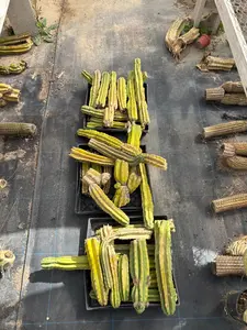 #EC258 EXACT Trichocereus Pachanoi PC Super TLC Cactus CUTTING Lot 25 pounds