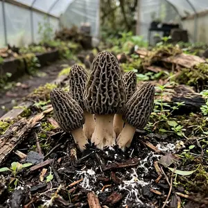 100 Premium Morel Mushroom Spores, Enjoy Home-Harvest Joy, Perennial Re-blooming Fungi, Gourmet Vegan Ingredients