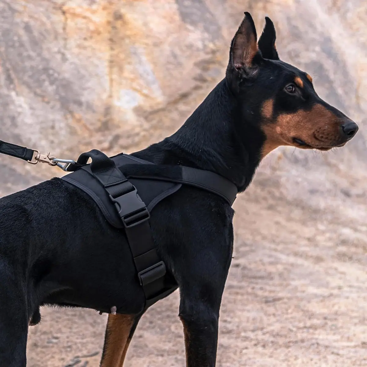Harness - Easy to Fit No-Pull Design - Safe Secure and Comfortable - Ideal for All Dogs - Chafe-Resistant Lightweight Straps - Adjustable Straps for Perfect Fit