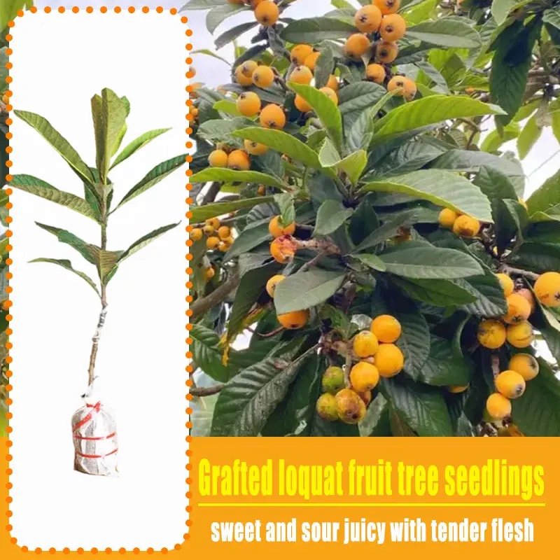 Golden Loquat Grafted Sapling, Tender Flesh Edible Fruit Tree, Easy Grow Home Garden Plant