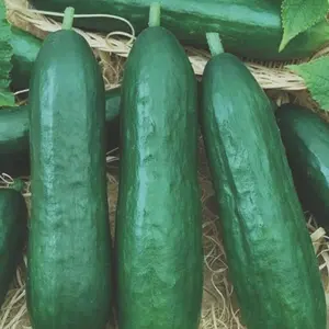 Heirloom Spacemaster Cucumber Seeds - Organic and Regenerative Gardening Seeds