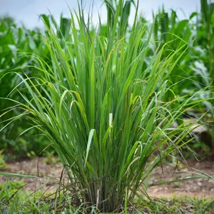 West Indian Lemongrass Organic Seeds (Cymbopogon citratus) – Aromatic grass used in culinary and medicinal applications. Loves warm, sunny climates and well-draining soil.