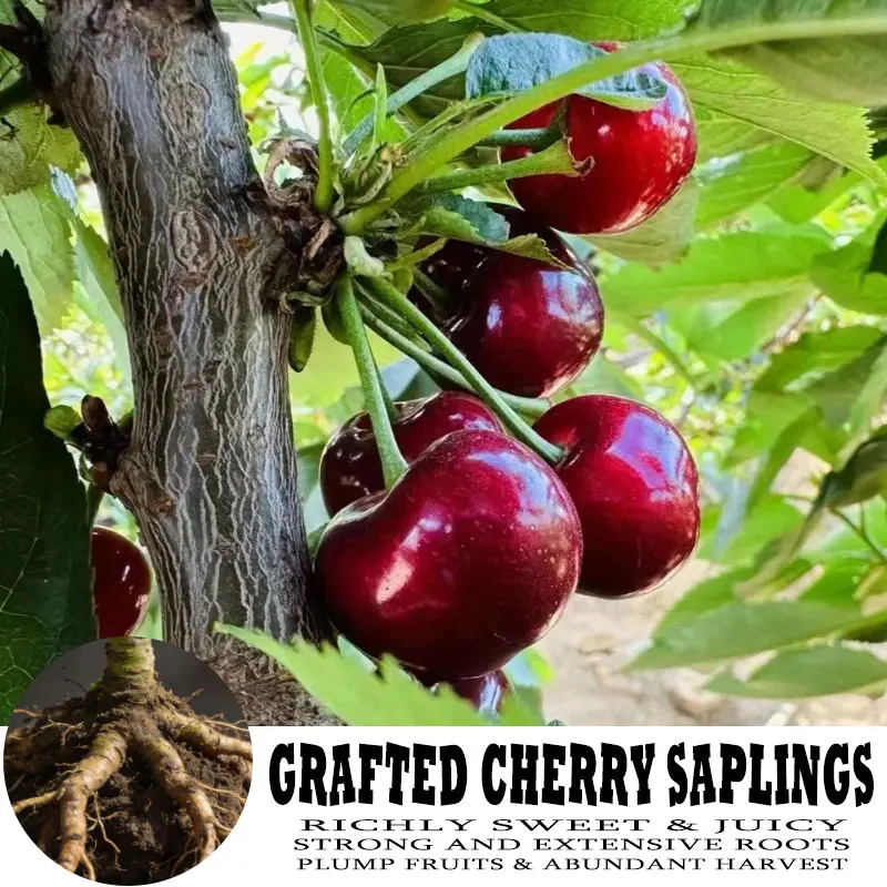 Grafted Cherry Saplings - Richly Sweet & Juicy with Strong Extensive Roots for Plump Fruits and Abundant Harvest