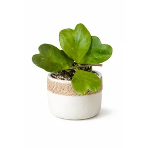 4” Hoya Kerrii Green