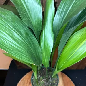 Cast Iron Plant 6in Aspidistra