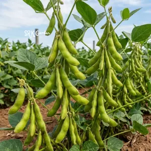25+ BeSweet Edamame Soybean Seeds