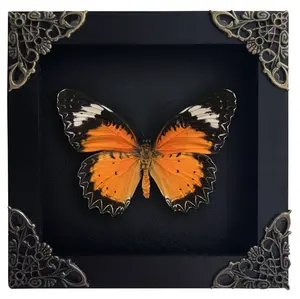 Orange Black Butterfly in Shadow Box, Handmade Insect Frame, Unique Gift for Collectors Nature Lovers, Home Office Wall Decoration