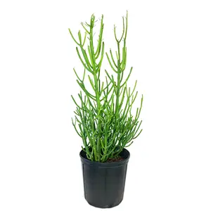 Pencil Cactus - Live Plant in a 10 Inch Pot - Euphorbia Tirucalli - Beautiful Indoor Outdoor Succulent Houseplant