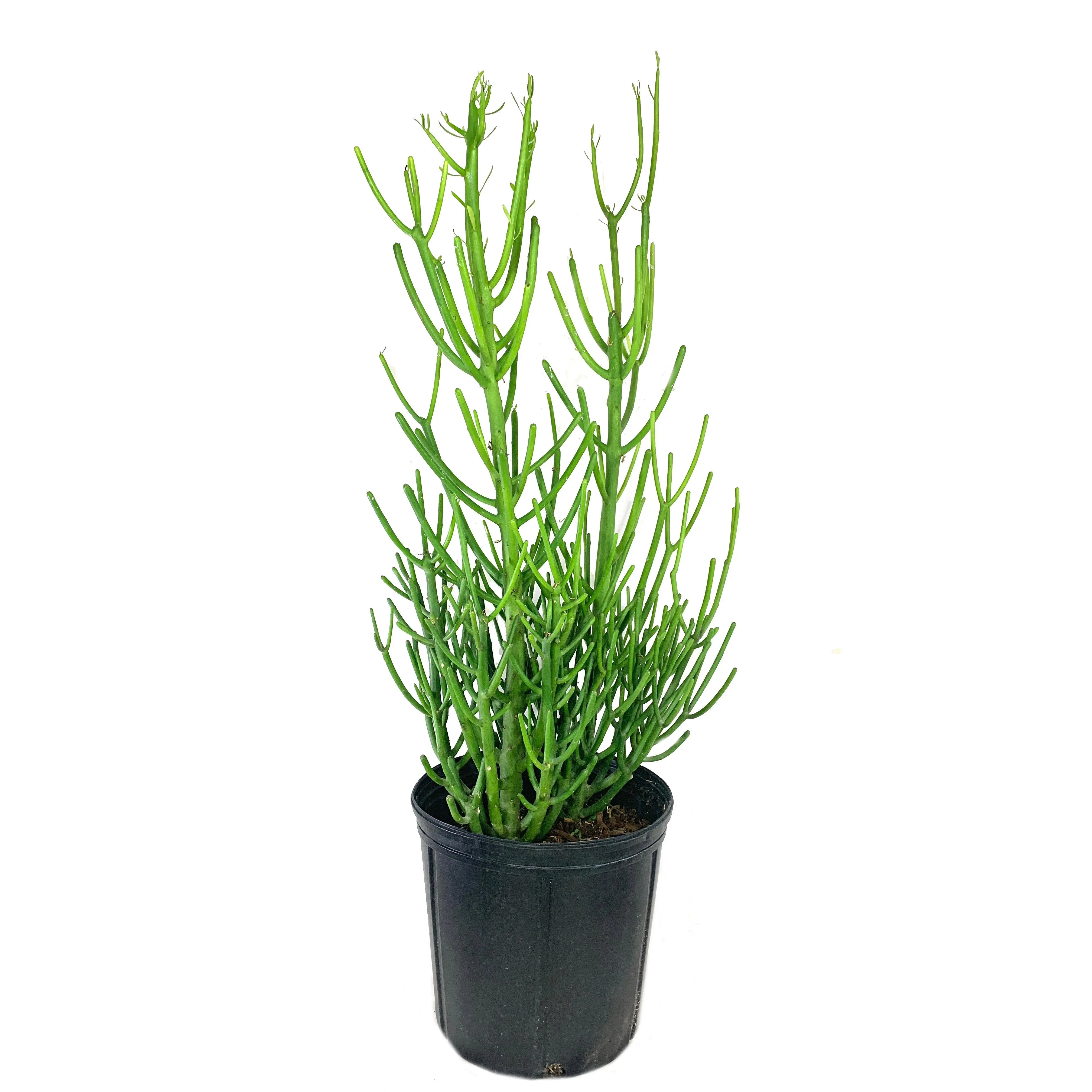 Pencil Cactus - Live Plant in a 10 Inch Pot - Euphorbia Tirucalli - Beautiful Indoor Outdoor Succulent Houseplant